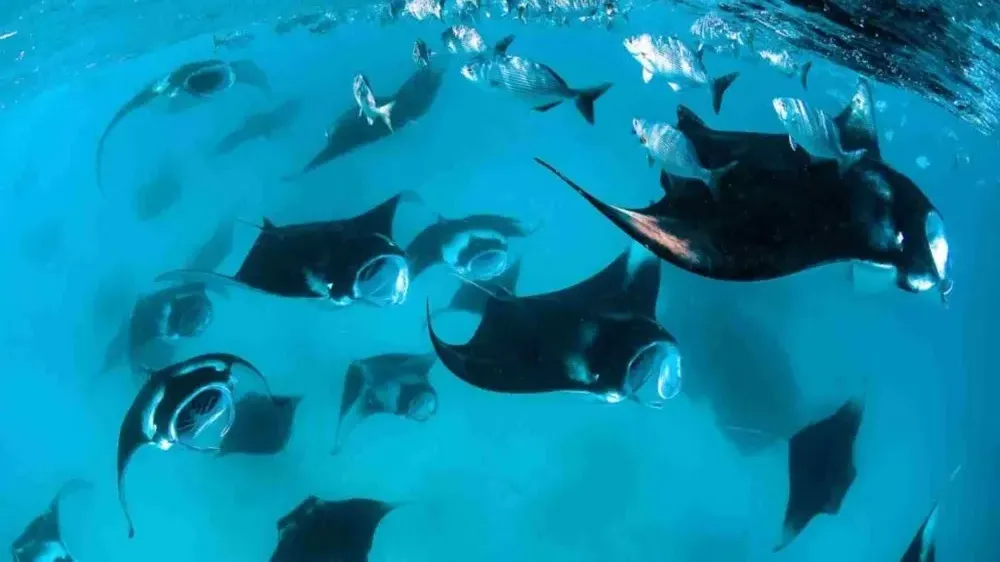 Manta Point Experience - Luxury Phinisi Komodo Charter 2026